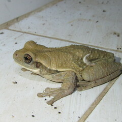 Trachycephalus typhonius