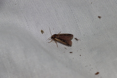 Ochropleura implecta
