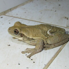 Trachycephalus typhonius