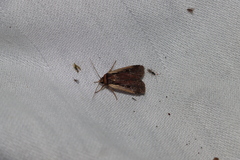 Ochropleura implecta