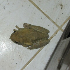 Trachycephalus typhonius