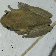 Trachycephalus typhonius