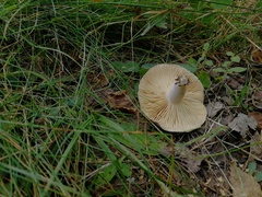 Lactarius flexuosus