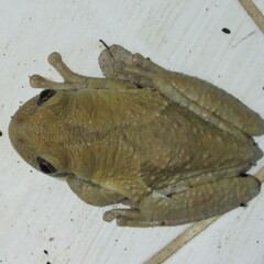 Trachycephalus typhonius