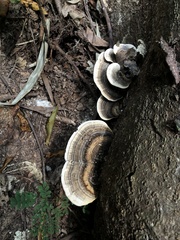 Trametes