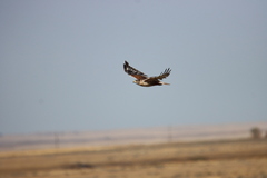 Buteo regalis