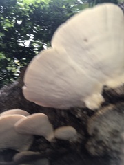 Trametes
