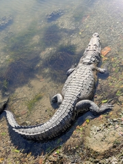 Crocodylus moreletii