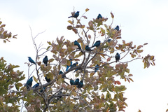 Lamprotornis chloropterus