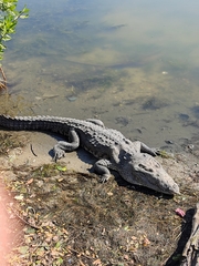 Crocodylus moreletii