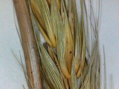 Elymus virginicus virginicus