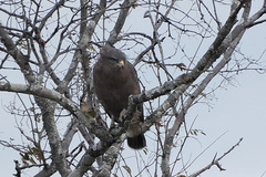 Circaetus cinerascens