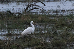 Ardea intermedia brachyrhyncha