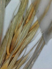 Elymus virginicus virginicus