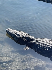 Crocodylus moreletii