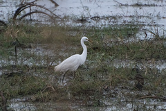 Ardea intermedia brachyrhyncha