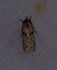 Scythropiodes issikii