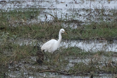 Ardea intermedia brachyrhyncha