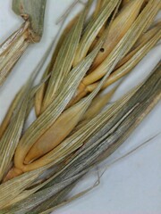 Elymus virginicus virginicus