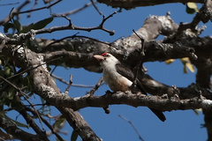 Lybius minor macclounii