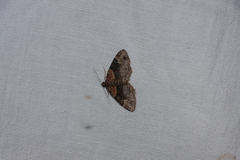 Xanthorhoe ferrugata