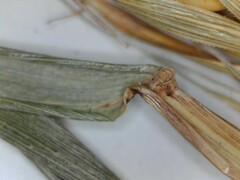 Elymus virginicus virginicus