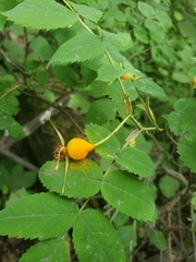 Phragmidium mucronatum