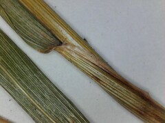 Elymus virginicus virginicus