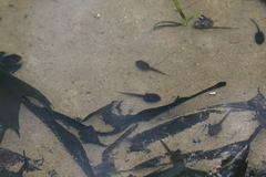Lithobates sylvaticus
