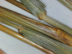 Elymus virginicus virginicus