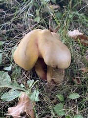 Cystoderma aureum