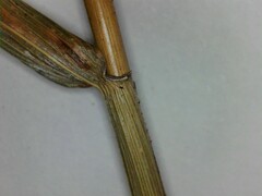 Elymus virginicus virginicus