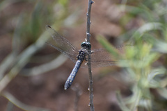 Libellulidae