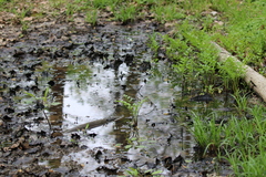 Lithobates sylvaticus
