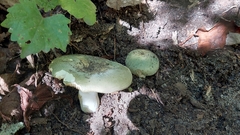 Russula virescens