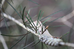 Melaleuca linearis
