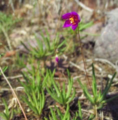 Phemeranthus calycinus