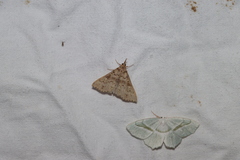 Renia discoloralis