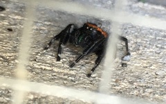 Phidippus apacheanus