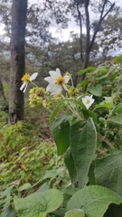 Montanoa leucantha