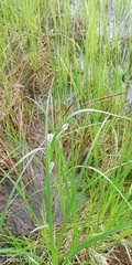 Carex vesicaria