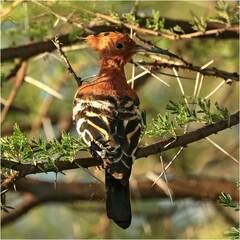 Upupa epops africana