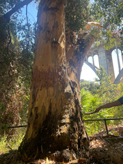 Corymbia citriodora