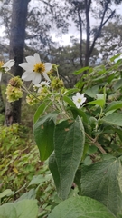 Montanoa leucantha