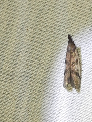 Peoria longipalpella