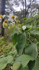 Montanoa leucantha