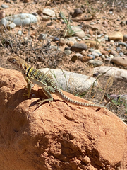 Crotaphytus collaris