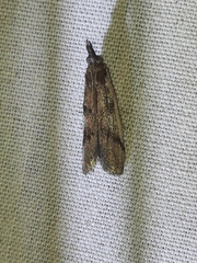 Peoria longipalpella