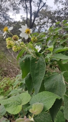 Montanoa leucantha
