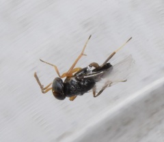 Encyrtidae